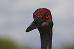 sandhill crane