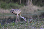 sandhill cranes