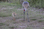 sandhill crane