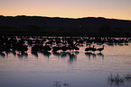 sandhill cranes