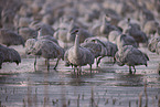 sandhill cranes