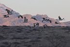 sandhill cranes