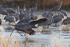 sandhill cranes