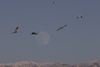 sandhill cranes