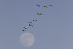 sandhill cranes