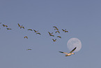 sandhill cranes