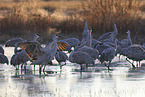 sandhill cranes