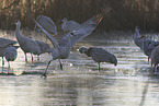 sandhill cranes