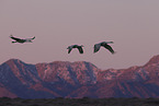 sandhill cranes