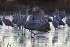 sandhill cranes