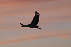 sandhill crane