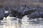 sandhill cranes