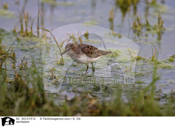 Fluuferlufer / sandpiper / SO-01512