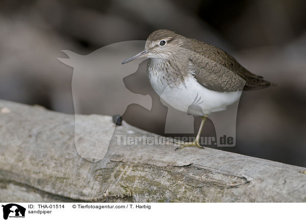 sandpiper / THA-01514