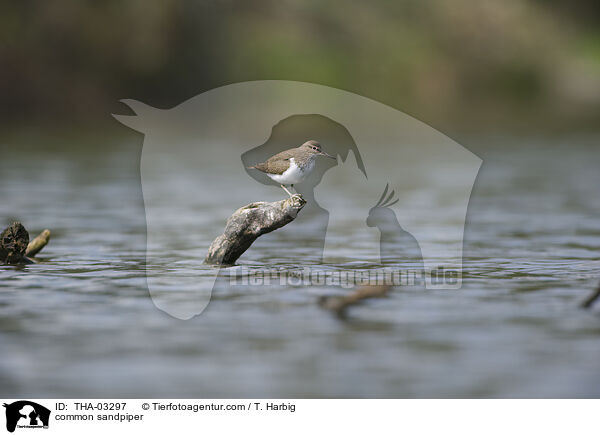 Flussuferlufer / common sandpiper / THA-03297