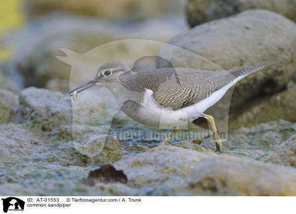 Flussuferlufer / common sandpiper / AT-01553