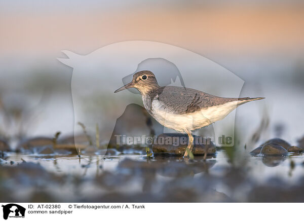 common sandpiper / AT-02380