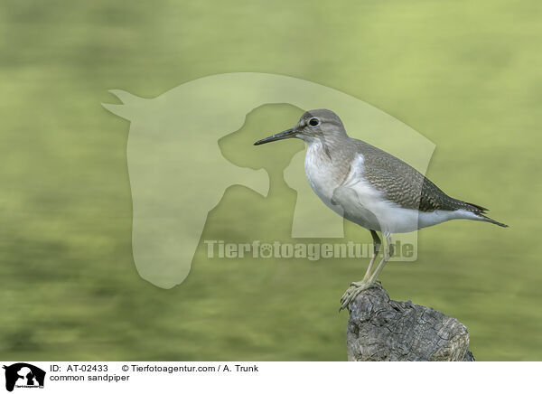 Flussuferlufer / common sandpiper / AT-02433