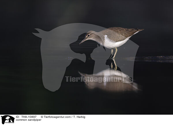 Flussuferlufer / common sandpiper / THA-10897