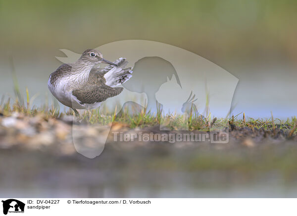 Flussuferl�ufer / sandpiper / DV-04227