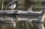 sandpiper