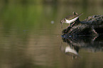 sandpiper