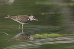 sandpiper