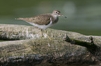 sandpiper