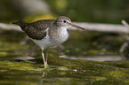 sandpiper