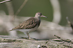 sandpiper