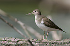 sandpiper