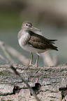 sandpiper