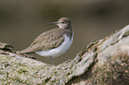 common sandpiper