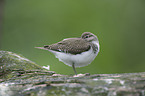 common sandpiper