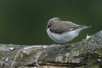 common sandpiper