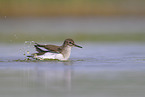 common sandpiper