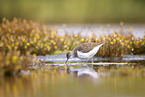 sandpiper