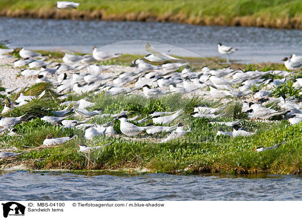 Brandseeschwalben / Sandwich terns / MBS-04190