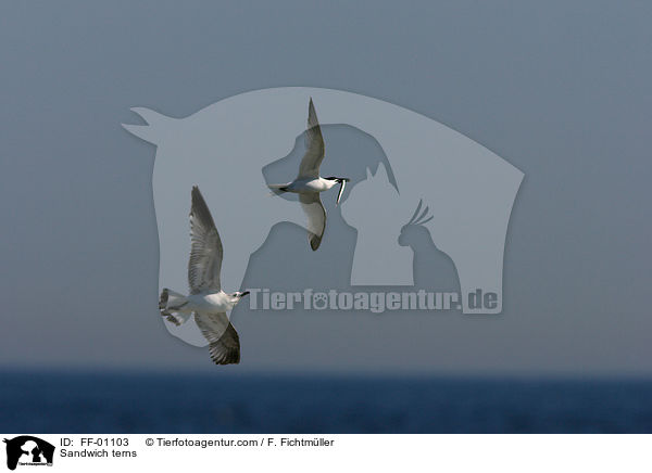 Brandseeschwalben / Sandwich terns / FF-01103