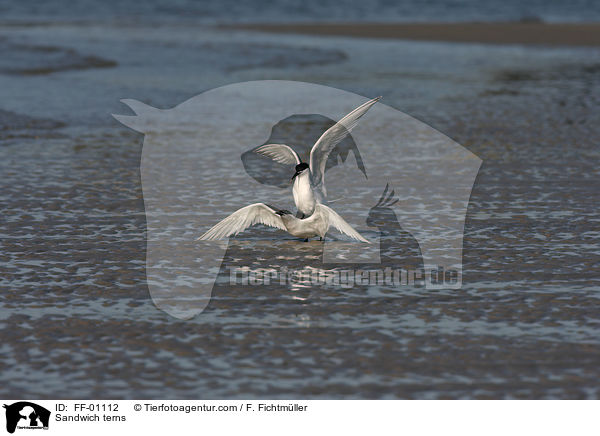 Brandseeschwalben / Sandwich terns / FF-01112