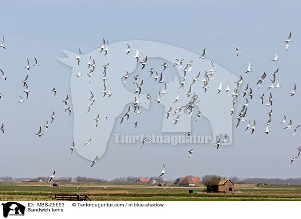 Brandseeschwalbe / Sandwich terns / MBS-05653