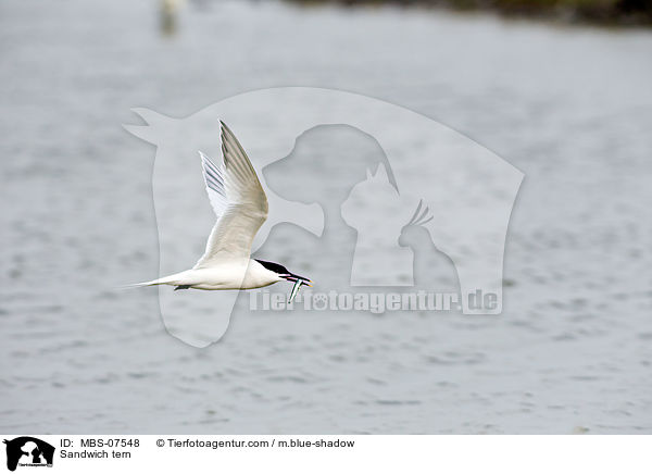 Brandseeschwalbe / Sandwich tern / MBS-07548