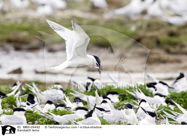 Brandseeschwalben / Sandwich terns / MBS-09482