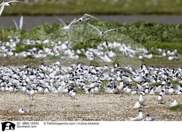 Brandseeschwalbe / Sandwich tern / MBS-16540