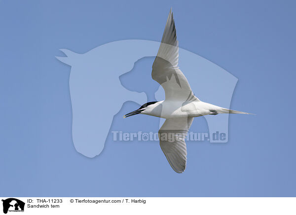 Brandseeschwalbe / Sandwich tern / THA-11233