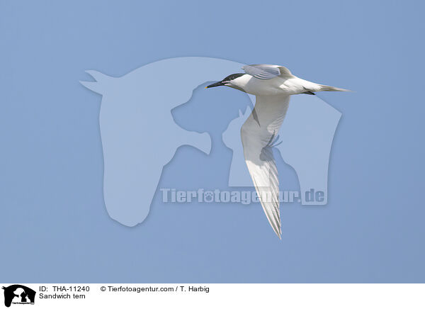 Brandseeschwalbe / Sandwich tern / THA-11240