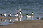 Sandwich tern