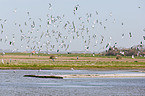 Sandwich terns