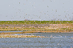 Sandwich terns