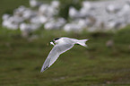 Sandwich tern